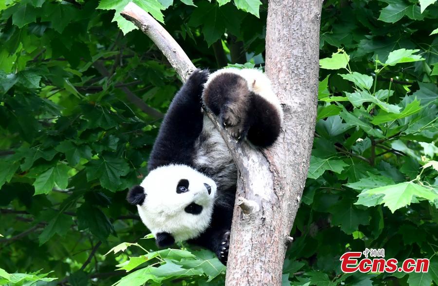 Cachorros de panda gigantes se divierten en el “jardín de la infancia”