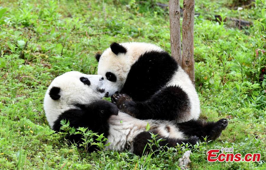 Cachorros de panda gigantes se divierten en el “jardín de la infancia”