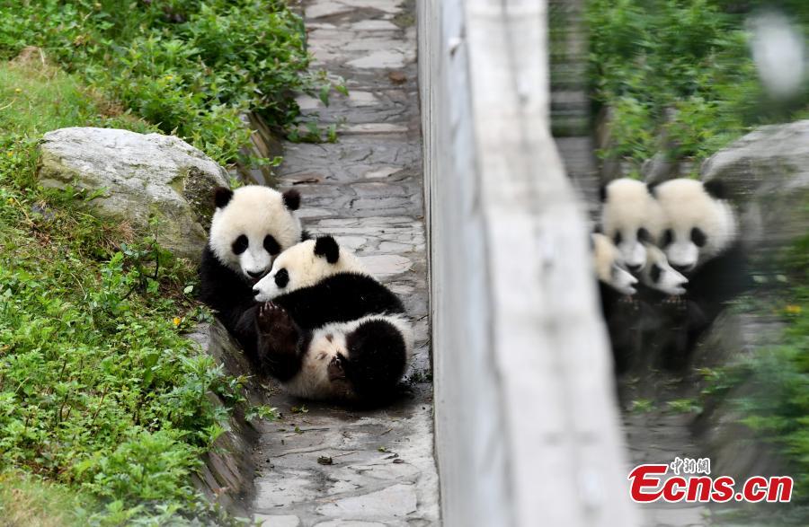 Cachorros de panda gigantes se divierten en el “jardín de la infancia”