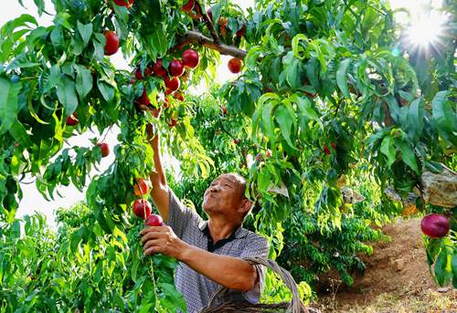 Los agricultores recogen nectarinas en una huerta.  [Foto:Yang Shiyao de Agencia de Noticias Xinhua]