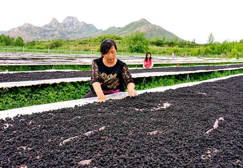 Los agricultores secan las moras cosechadas. [Foto:Yang Shiyao de Agencia de Noticias Xinhua]