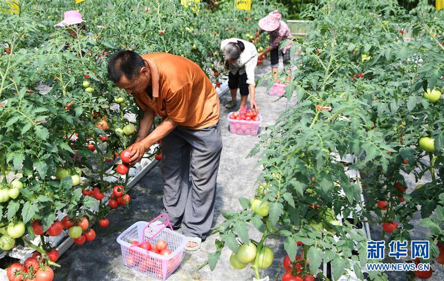 El 2 de julio, los aldeanos de Guoyuan, en Maguan, cosechan tomates que han sido cultivados sin tierra. (Foto: Wang Quanchao/ Xinhua)