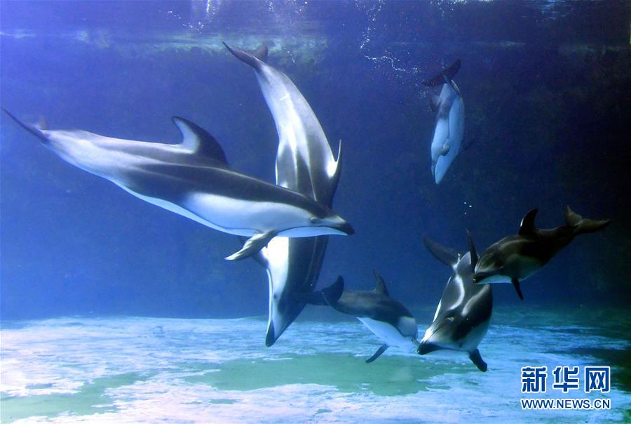 Tres delfines de lados blancos del Pacífico recién nacidos en el Parque Oceanográfico Chimelong de Zhuhai hacen su primera aparición