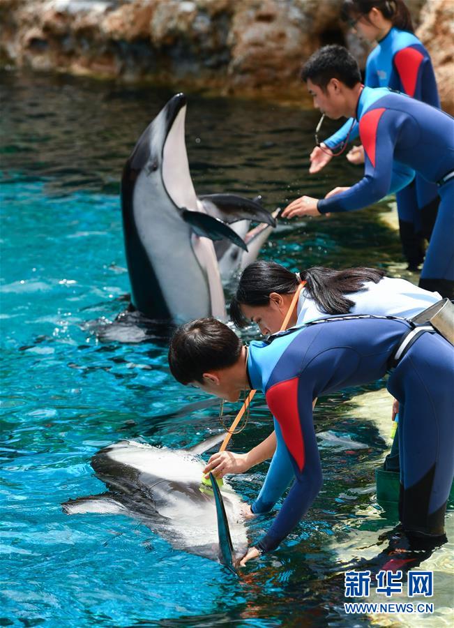 Tres delfines de lados blancos del Pacífico recién nacidos en el Parque Oceanográfico Chimelong de Zhuhai hacen su primera aparición