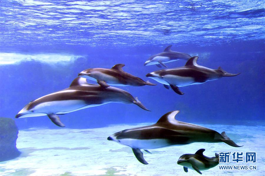 Tres delfines de lados blancos del Pacífico recién nacidos en el Parque Oceanográfico Chimelong de Zhuhai hacen su primera aparición