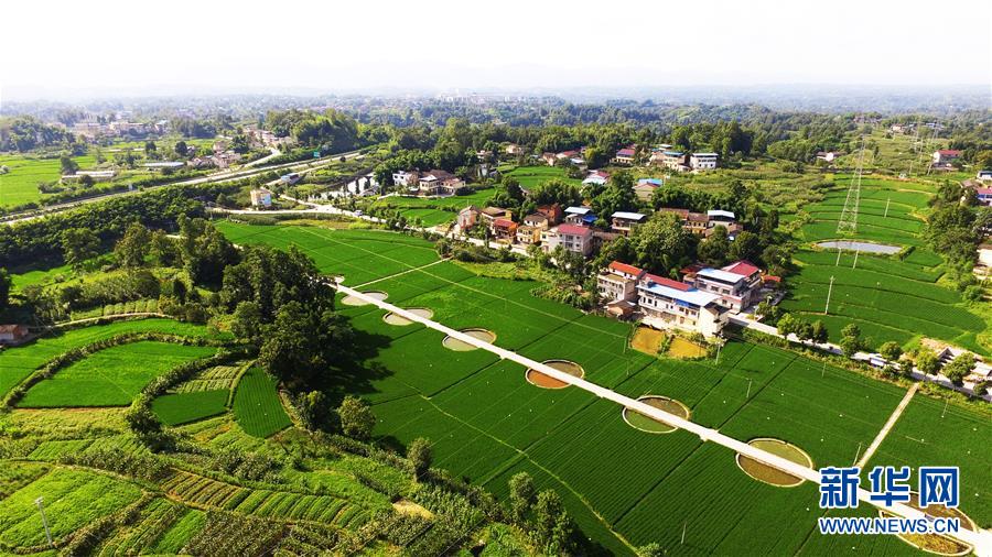 El campo de verano es tan bonito como un paisaje