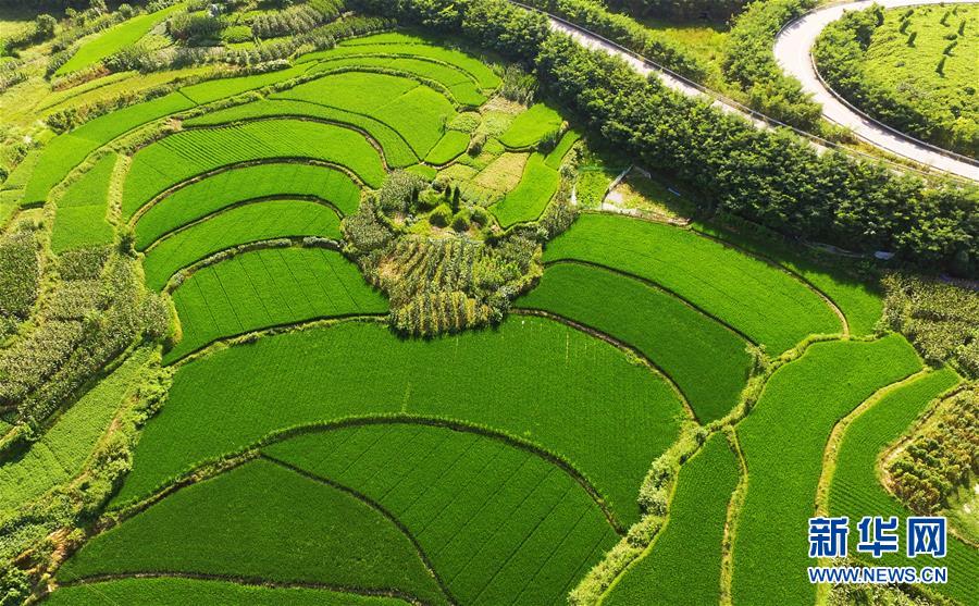 El campo de verano es tan bonito como un paisaje