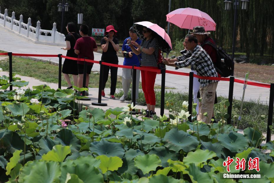 Florece de nuevo el loto centenario del Palacio Yuanmingyuan