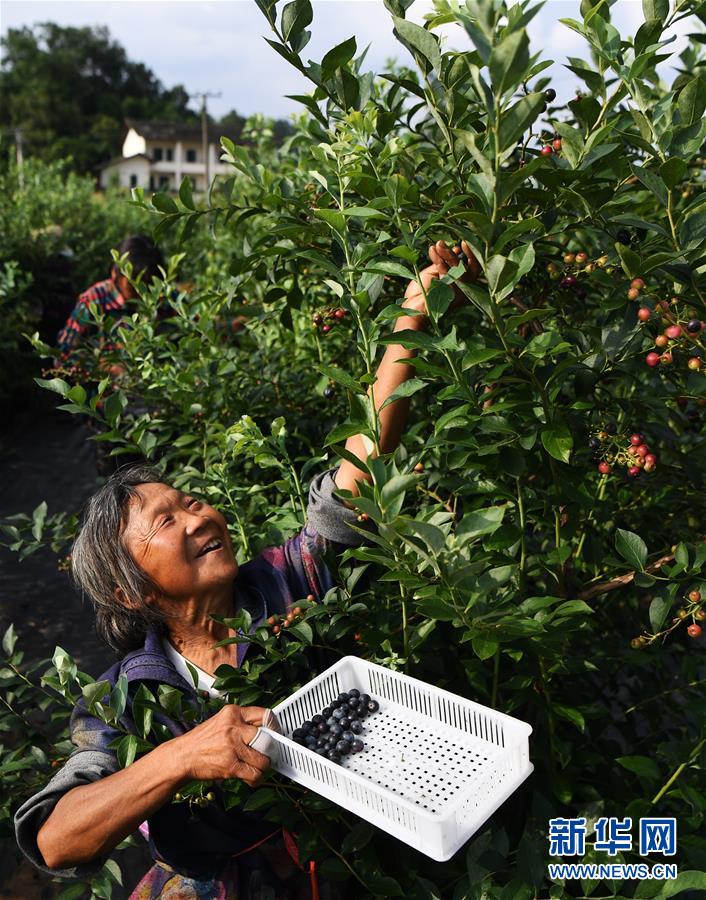 Chongqing: la industria de los arándanos ayuda a la revitalización rural