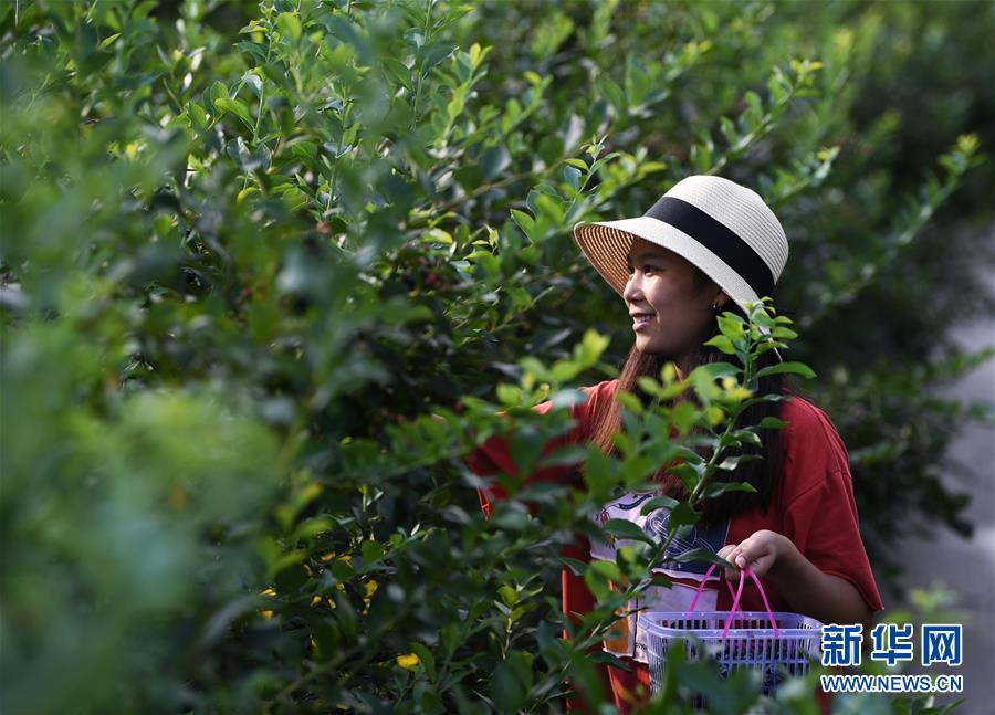 Chongqing: la industria de los arándanos ayuda a la revitalización rural