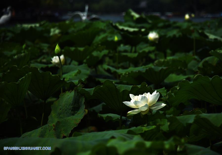 Shandong: Flores de loto florecen en el Lago Daming en Jinan