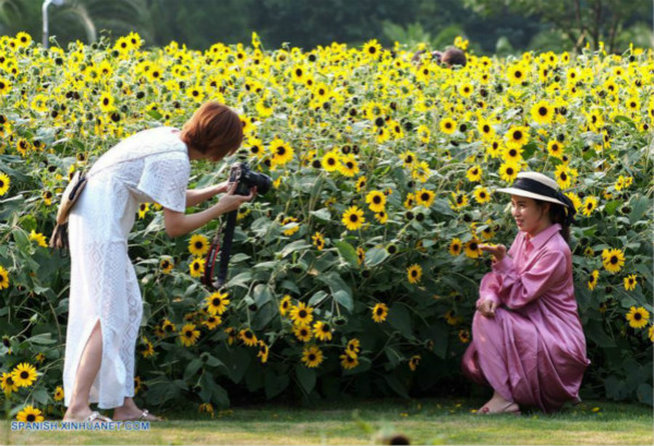 Girasoles en la Nueva Franja Jardín a Orillas del Río de Nanyuan de Shanghai