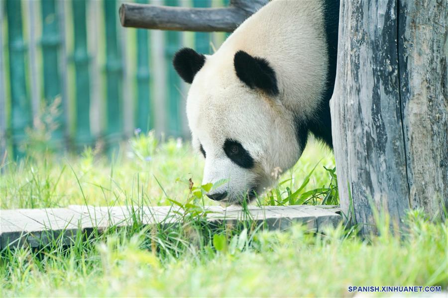 Pandas gigantes en provincia de Heilongjiang