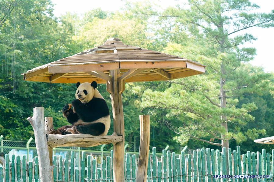 Pandas gigantes en provincia de Heilongjiang