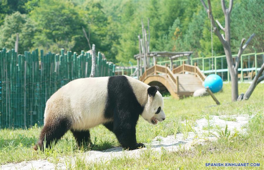 Pandas gigantes en provincia de Heilongjiang