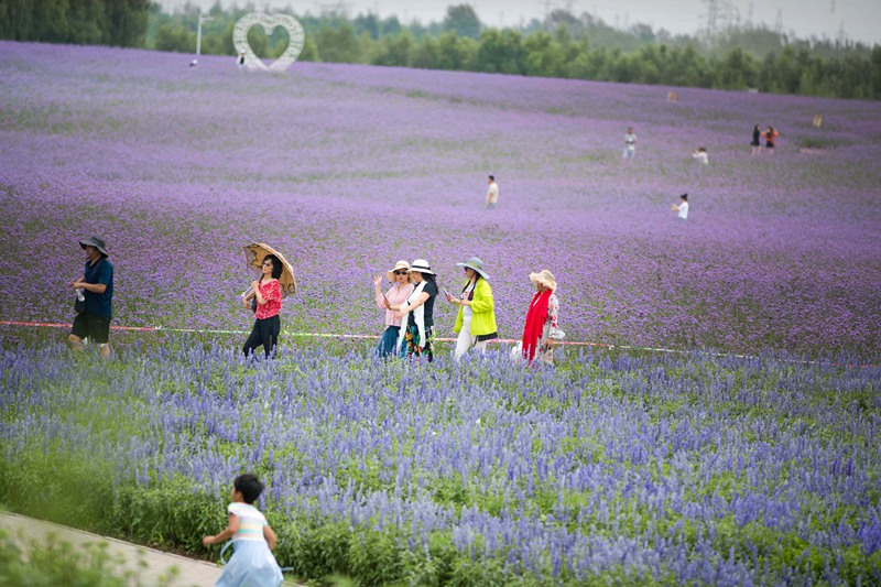 Los campos de lavanda en Mongolia Interior fascinan a los turistas con su color púrpura