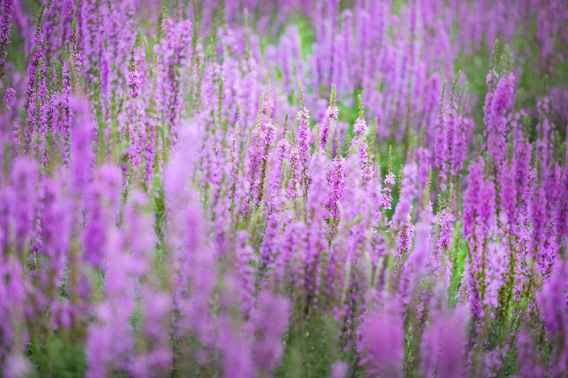 Los campos de lavanda en Mongolia Interior fascinan a los turistas con su color púrpura