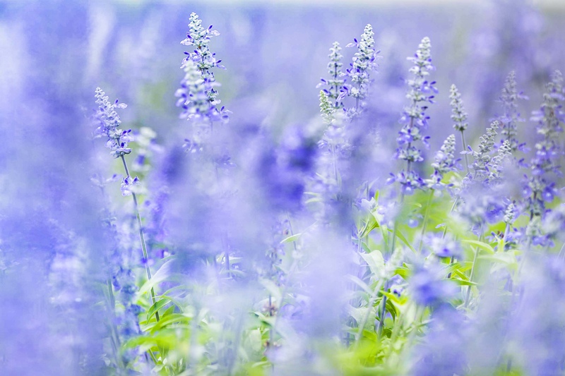 Los campos de lavanda en Mongolia Interior fascinan a los turistas con su color púrpura