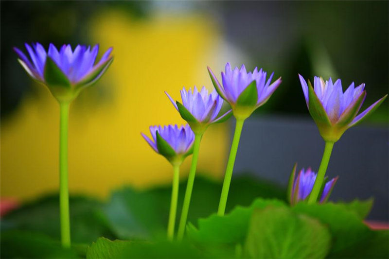 Nenúfares del Jardín Botánico Chenshan en Shanghai. [Foto: proporcionada a chinadaily.com.cn]