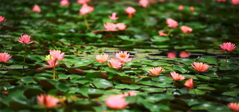 Nenúfares del Jardín Botánico Chenshan en Shanghai. [Foto: proporcionada a chinadaily.com.cn]