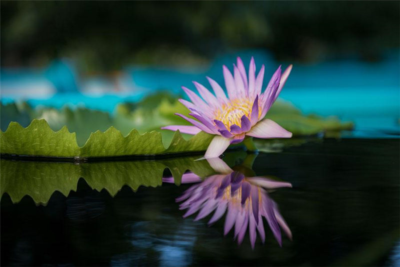 Un nenúfar del Jardín Botánico Chenshan de Shanghai. [Foto: proporcionada a chinadaily.com.cn]