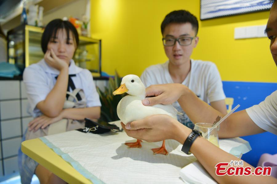 Amistosos patos animan a los clientes en un café de Chengdu