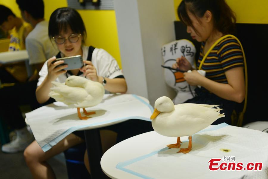 Amistosos patos animan a los clientes en un café de Chengdu