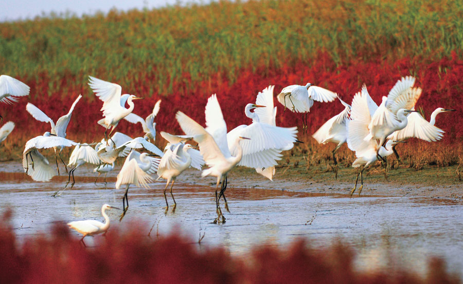 Desembocadura del río Amarillo, el segundo más largo de China, en el Mar de Bohai, Dongying, provincia de Shandong. [Foto: proporcionada a chinadaily.com.cn]