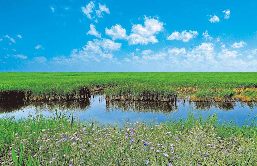 Desembocadura del río Amarillo, el segundo más largo de China, en el Mar de Bohai, Dongying, provincia de Shandong. [Foto: proporcionada a chinadaily.com.cn]