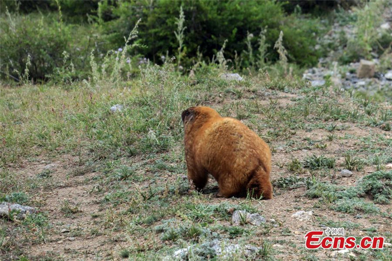 Ruinas de un terremoto forman parte del Geo-parque Nacional Koktokay de Xinjiang