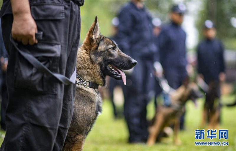 El primer perro policía clonado de China, un perro lobo Kunming de 8 meses de edad llamado Kunxun, participa en la evaluación de perros de la policía el 22 de agosto de 2019. [Foto: Xinhua]