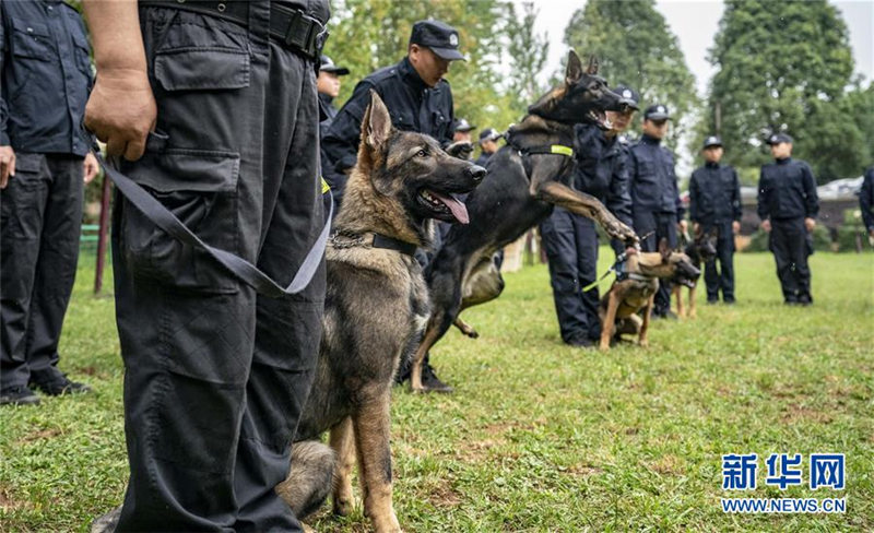 El primer perro policía clonado de China, un perro lobo Kunming de 8 meses de edad llamado Kunxun, participa en la evaluación de perros de la policía el 22 de agosto de 2019. [Foto: Xinhua]