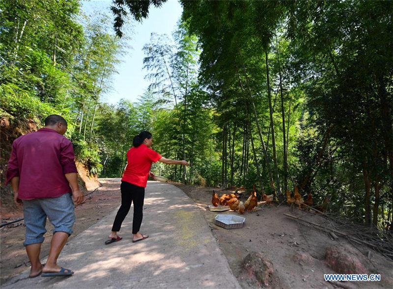 Liu Lihong y su esposo alimentan a los pollos. Dabaidi, Ruijin, provincia de Jiangxi, 19 de agosto del 2019 (Foto: Xinhua / Lan Hongguang)