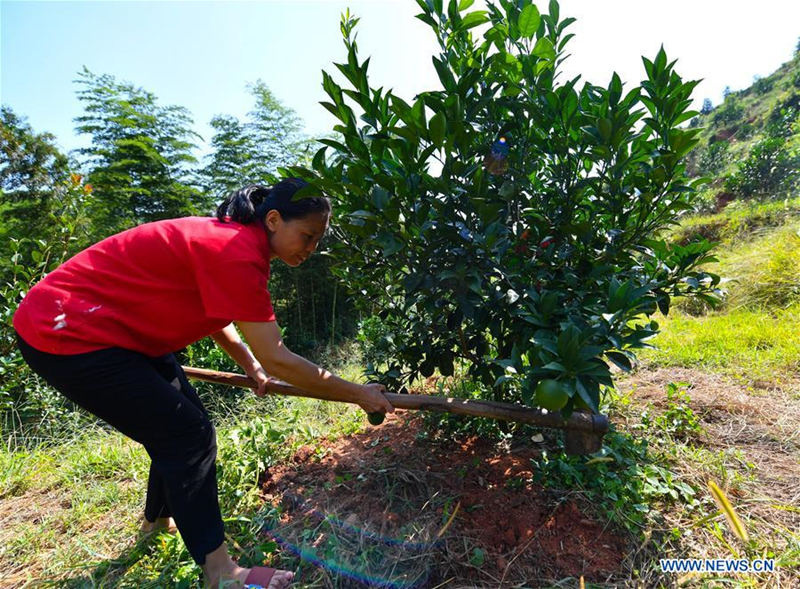 Liu Lihong trabaja el huerto.Dabaidi, Ruijin, provincia de Jiangxi, 19 de agosto del 2019 (Foto: Xinhua / Lan Hongguang)