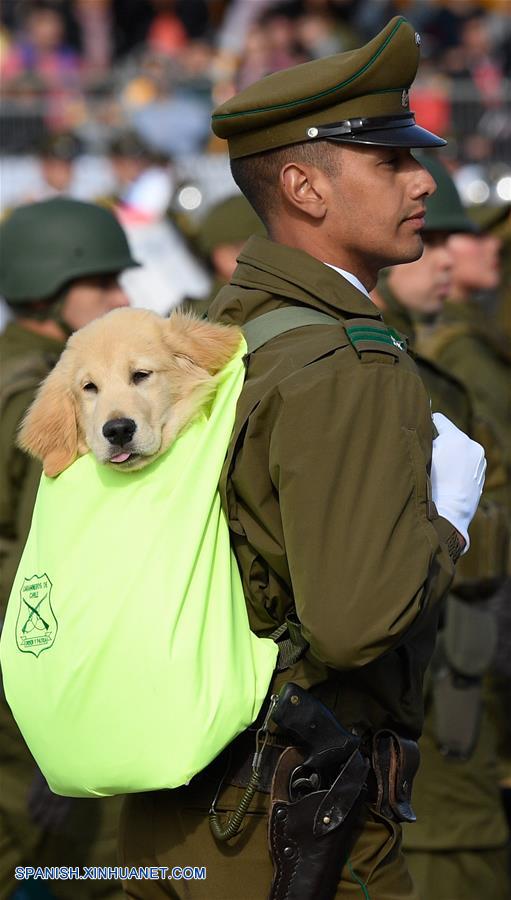 Un integrante del cuerpo de Carabineros de Chile carga a un perro durante la tradicional parada militar, en el Parque O'Higgins, en Santiago, capital de Chile, el 19 de septiembre de 2019. El debut de la Policía de Investigaciones de Chile y la participación de un histórico contingente de mujeres destacaron el jueves en la tradicional parada militar, un desfile que conmemora el Día de las Glorias del Ejército chileno. (Xinhua/Jorge Villegas)