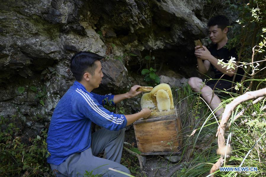 Yang Xiuqian recoge miel mientras que si compa?ero lo graba en la ciudad de Shuangjiang del condado autónomo Dong de Tongdao, provincia de Hunan, en el centro de China, el 28 de agosto de 2019.