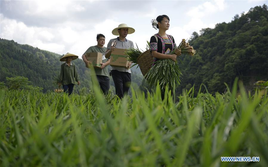 Shi Qiushi (derecha), maestra de escuela primaria, cosecha jengibre en la ciudad de Longcheng del condado autónomo Dong de Tongdao, en la provincia central china de Hunan, el 28 de agosto de 2019.