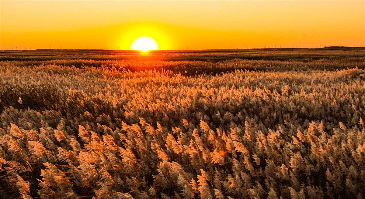 Una foto aérea muestra el paisaje oto?al en la reserva natural de Momoge en el pueblo de Zhenlai, provincia de Jilin, noreste de China. (Foto: chinadaily.com.cn/Zhao Lengbing)