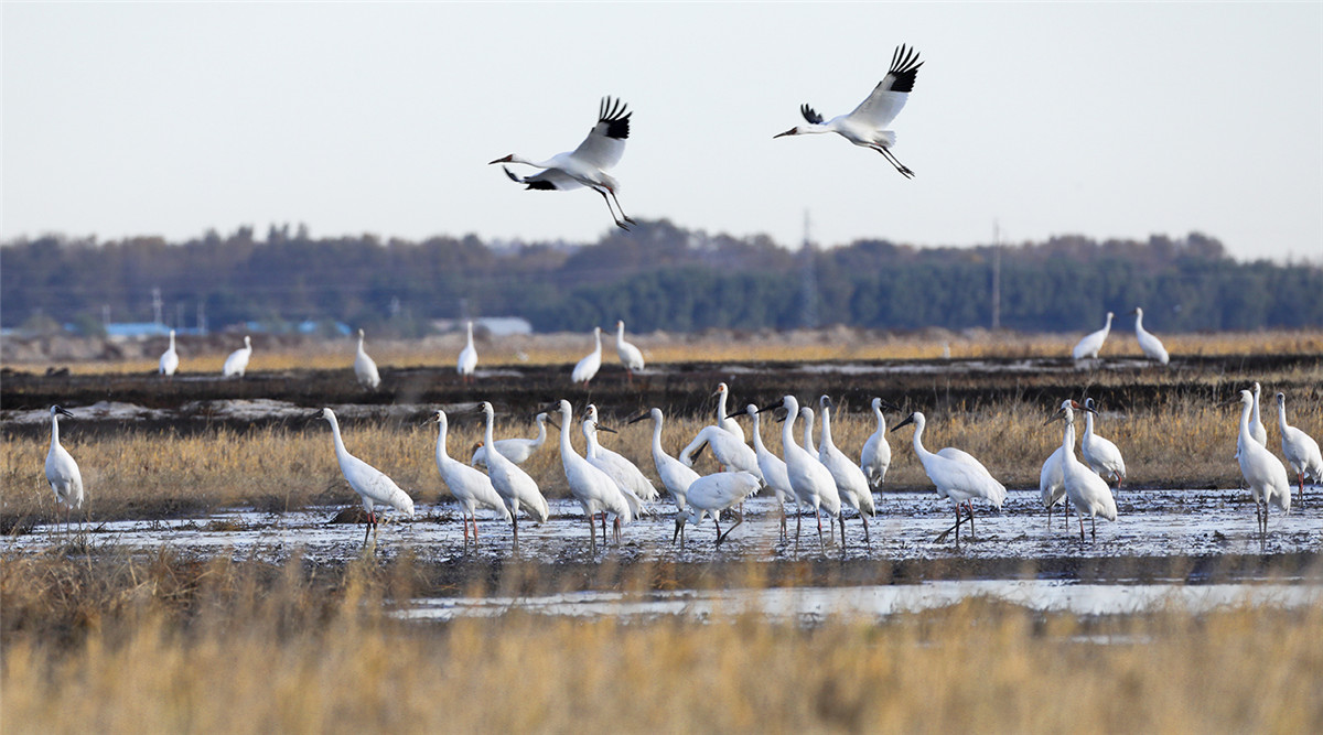 Grullas blancas vuelan a la reserva natural de Momoge en el pueblo de Zhenlai, provincia de Jilin, noreste de China. (Foto: chinadaily.com.cn/Zhao Lengbing)