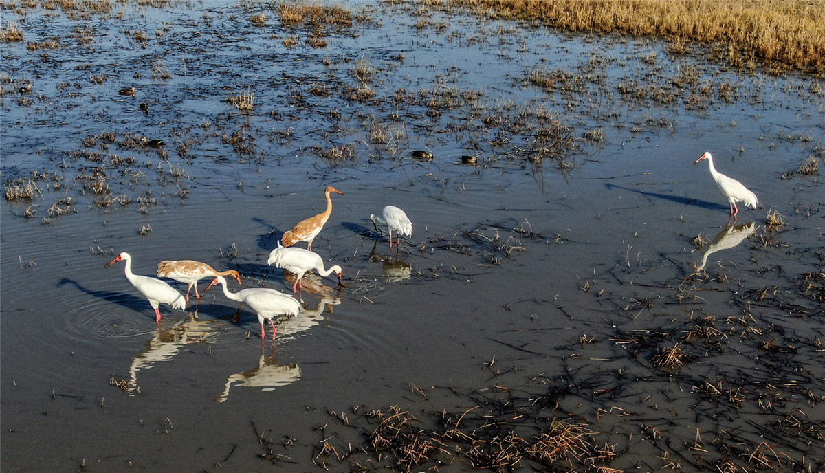 Grullas blancas vuelan a la reserva natural de Momoge en el pueblo de Zhenlai, provincia de Jilin, noreste de China. (Foto: chinadaily.com.cn/Zhao Lengbing)