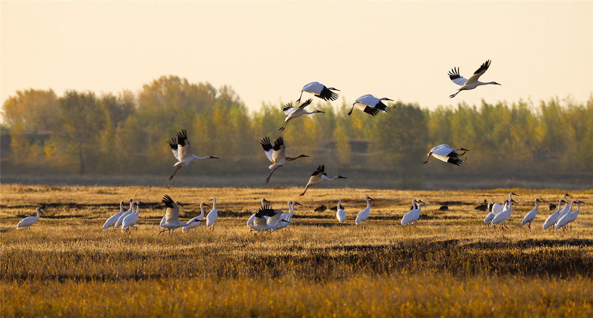 Grullas blancas vuelan a la reserva natural de Momoge en el pueblo de Zhenlai, provincia de Jilin, noreste de China. (Foto: chinadaily.com.cn/Zhao Lengbing)