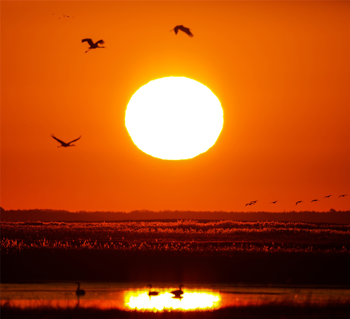 Grullas blancas vuelan a la reserva natural de Momoge en el pueblo de Zhenlai, provincia de Jilin, noreste de China. (Foto: chinadaily.com.cn/Zhao Lengbing)