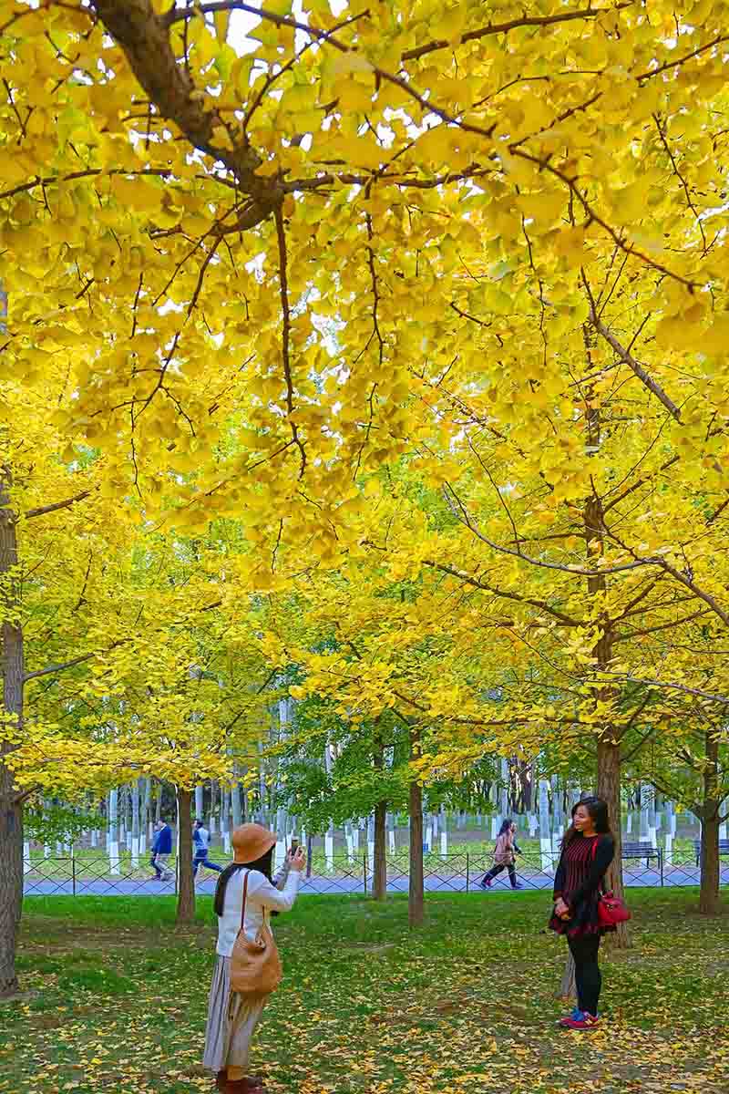 Paisaje oto?al en Beijing, China. (Fotos: chinadaily.com.cn)