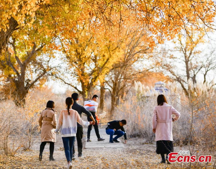 Bosque del Gobi se convierte en una atracción turística