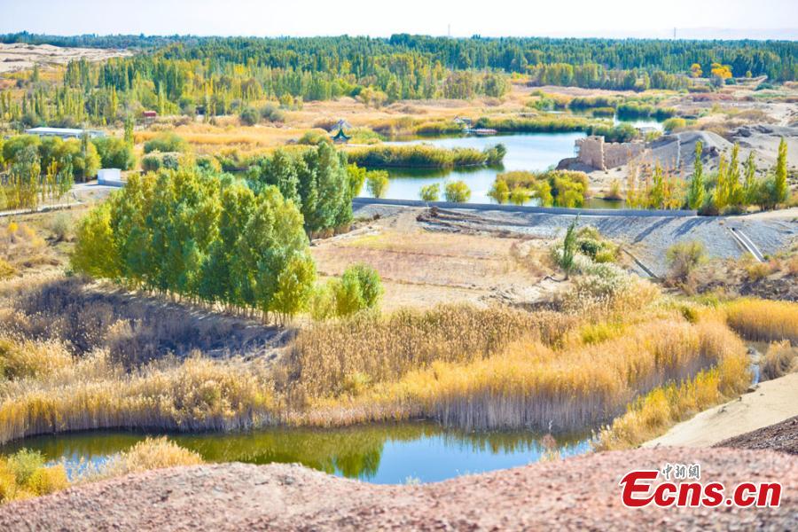 Bosque del Gobi se convierte en una atracción turística