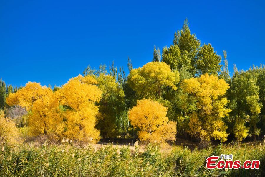 Bosque del Gobi se convierte en una atracción turística