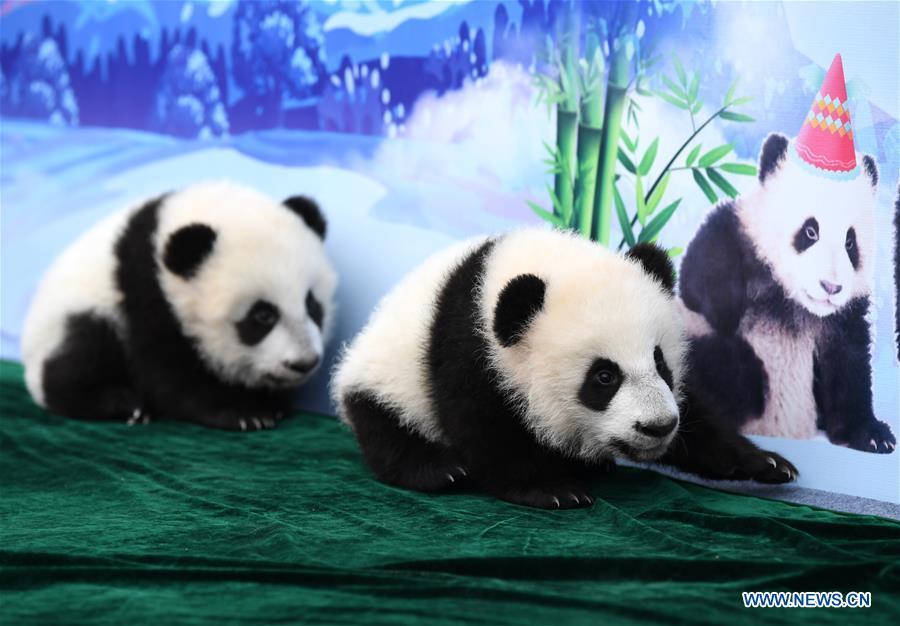 Tres cachorros de panda realizan su primera aparición pública en Xi'an