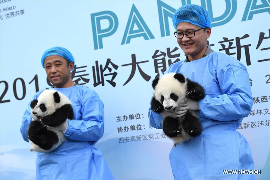 Tres cachorros de panda realizan su primera aparición pública en Xi'an