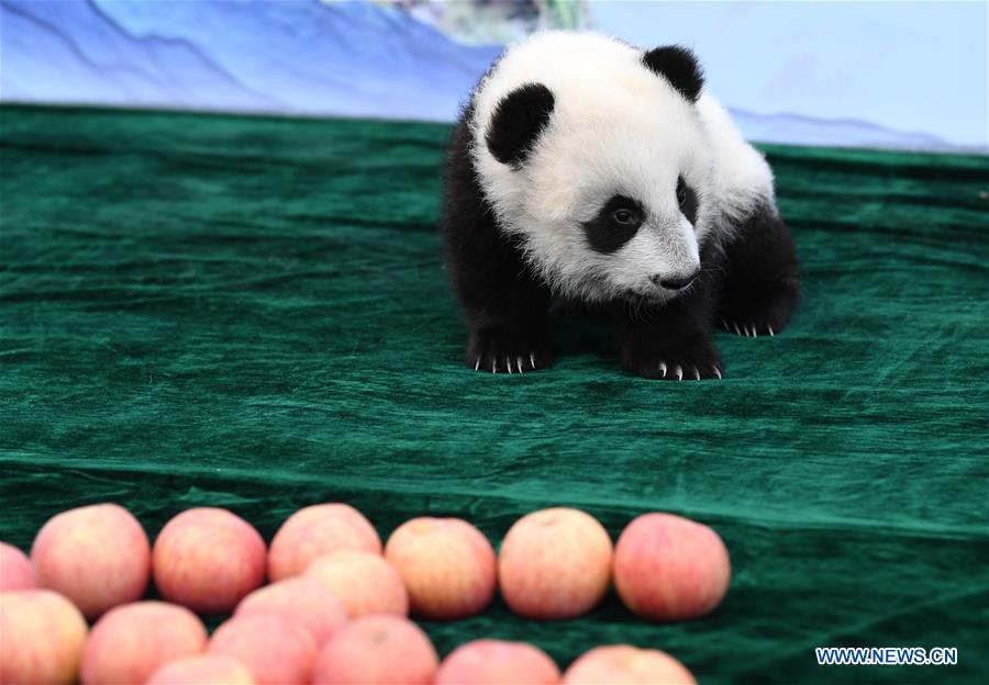 Tres cachorros de panda realizan su primera aparición pública en Xi'an