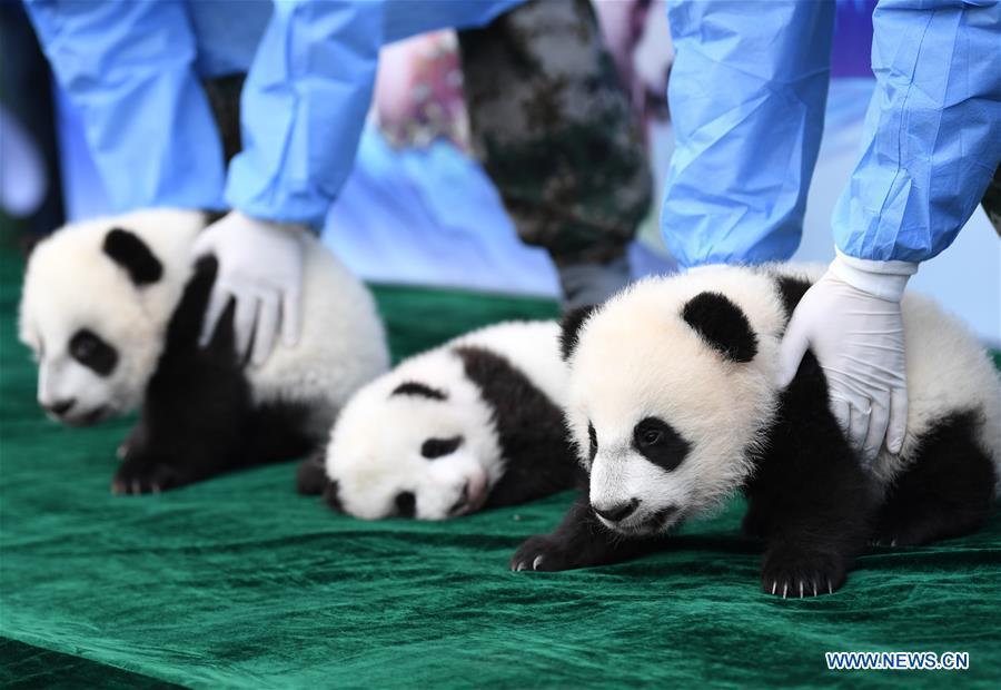 Tres cachorros de panda realizan su primera aparición pública en Xi'an